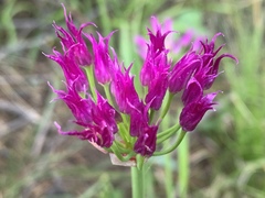 Allium brevistylum