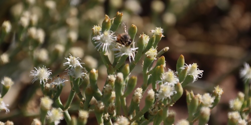 Lye Ashbush (Mesembryanthemum coriarium)