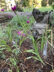 Allium brevistylum