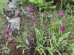 Allium brevistylum