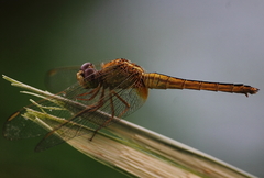Crocothemis servilia