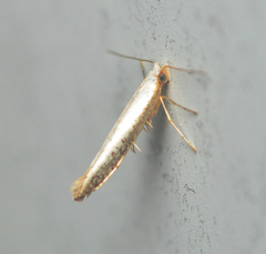 Argyresthia subreticulata