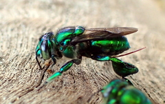 Euglossa imperialis