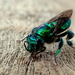 Imperial Orchid Bee - Photo (c) Tom Barnes, some rights reserved (CC BY-NC), uploaded by Tom Barnes