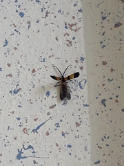 Calopteron reticulatum