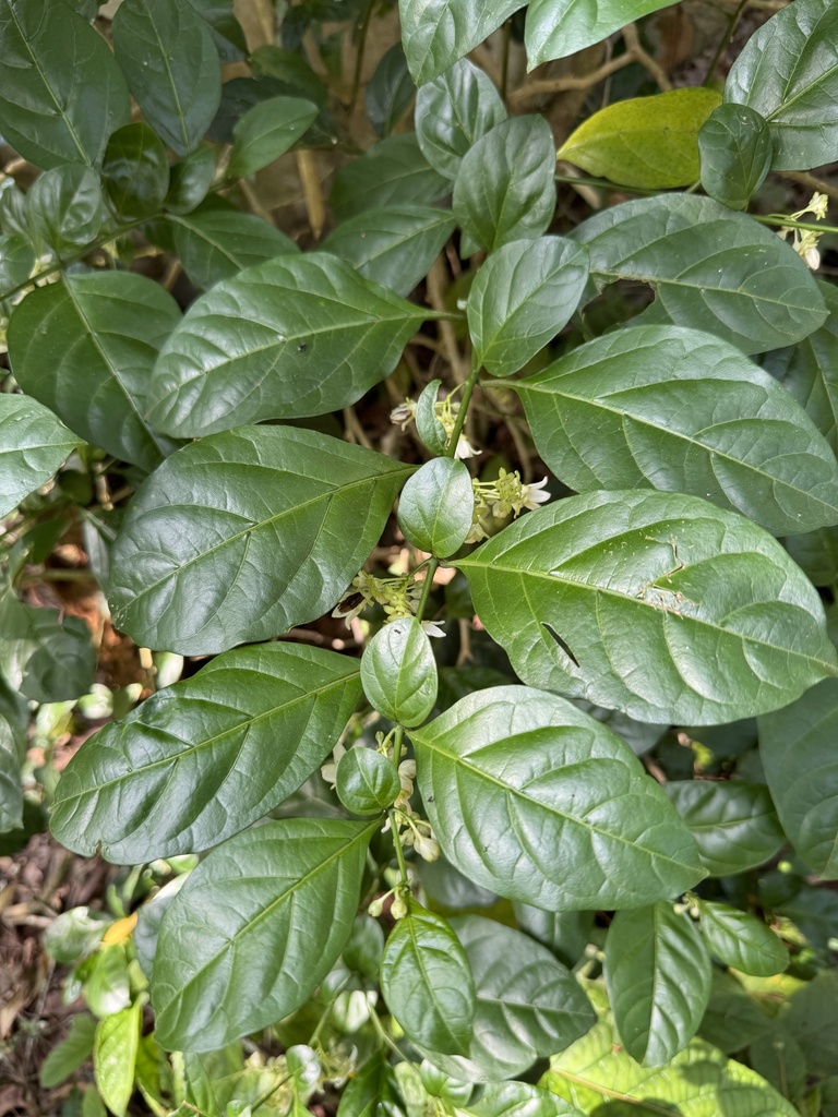 Solanum caavurana