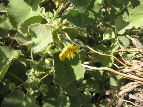 Image of Abutilon hirtum by (c) Nachman bones, some rights reserved (CC BY)