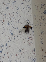 Calopteron reticulatum