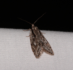 Semioscopis aurorella