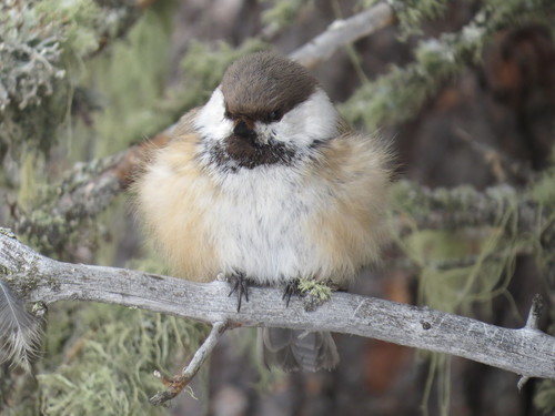 Siberian Tit
