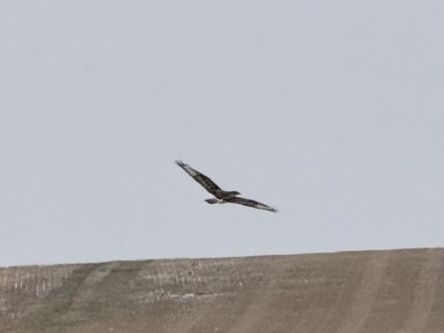 Ferruginous Hawk