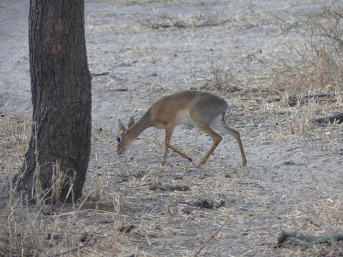 Thomas's Dik-dik