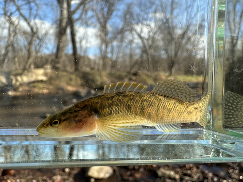 Fantail Darter