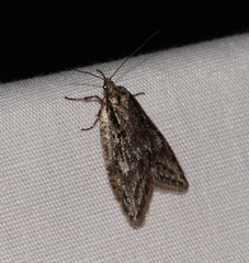 Semioscopis aurorella