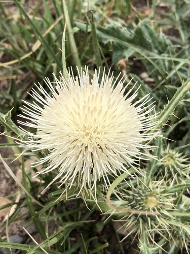 Image of Cirsium clavatum by (c) Kyle Elshoff, some rights reserved (CC BY)