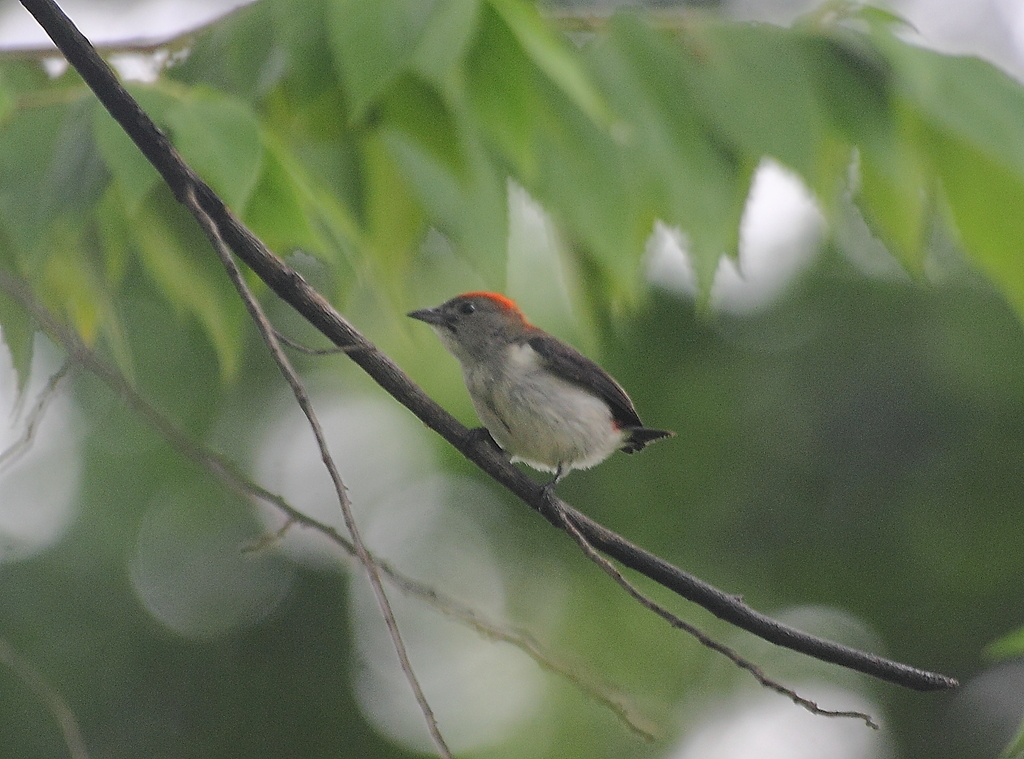 Black-Fronted Flowerpecker