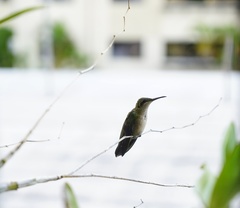 Anthracothorax dominicus
