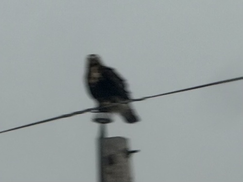 Rough-legged Hawk
