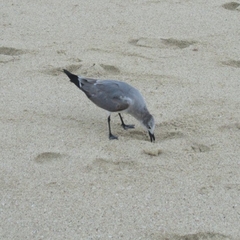 Leucophaeus atricilla