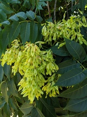 Ailanthus altissima