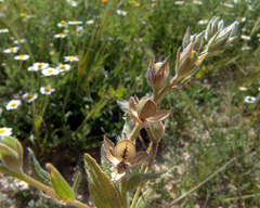 Helianthemum ledifolium