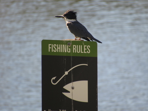 Belted Kingfisher photographed in Kentucky
