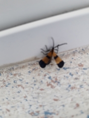 Calopteron reticulatum