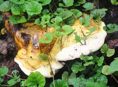 Fungi