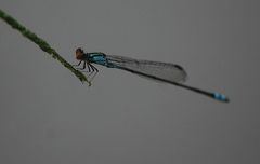 Pseudagrion rubriceps