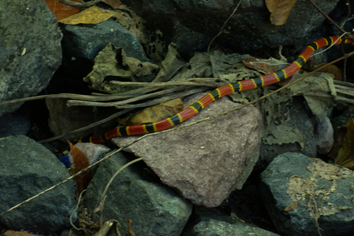 Nayarit Coralsnake
