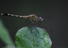 Diplacodes trivialis