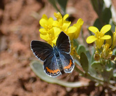 Icaricia lupini texanus