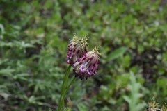 Trifolium productum