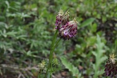 Trifolium productum