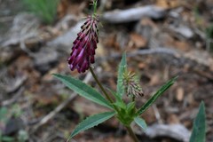 Trifolium productum