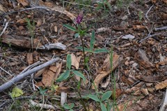 Trifolium productum