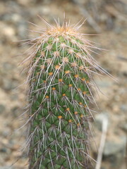 Austrocylindropuntia pachypus, photograph (c) Rosario Douglas, some rights reserved (CC BY)
