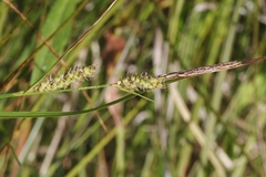Carex pellita