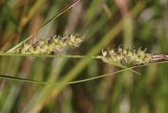 Carex pellita