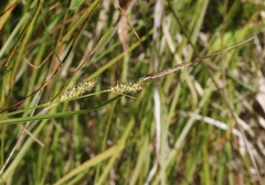 Carex pellita
