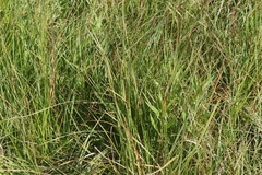 Carex pellita