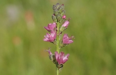 Sidalcea oregana