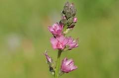 Sidalcea oregana