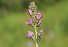 Sidalcea oregana