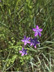 Triodanis leptocarpa