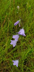 Campanula petiolata