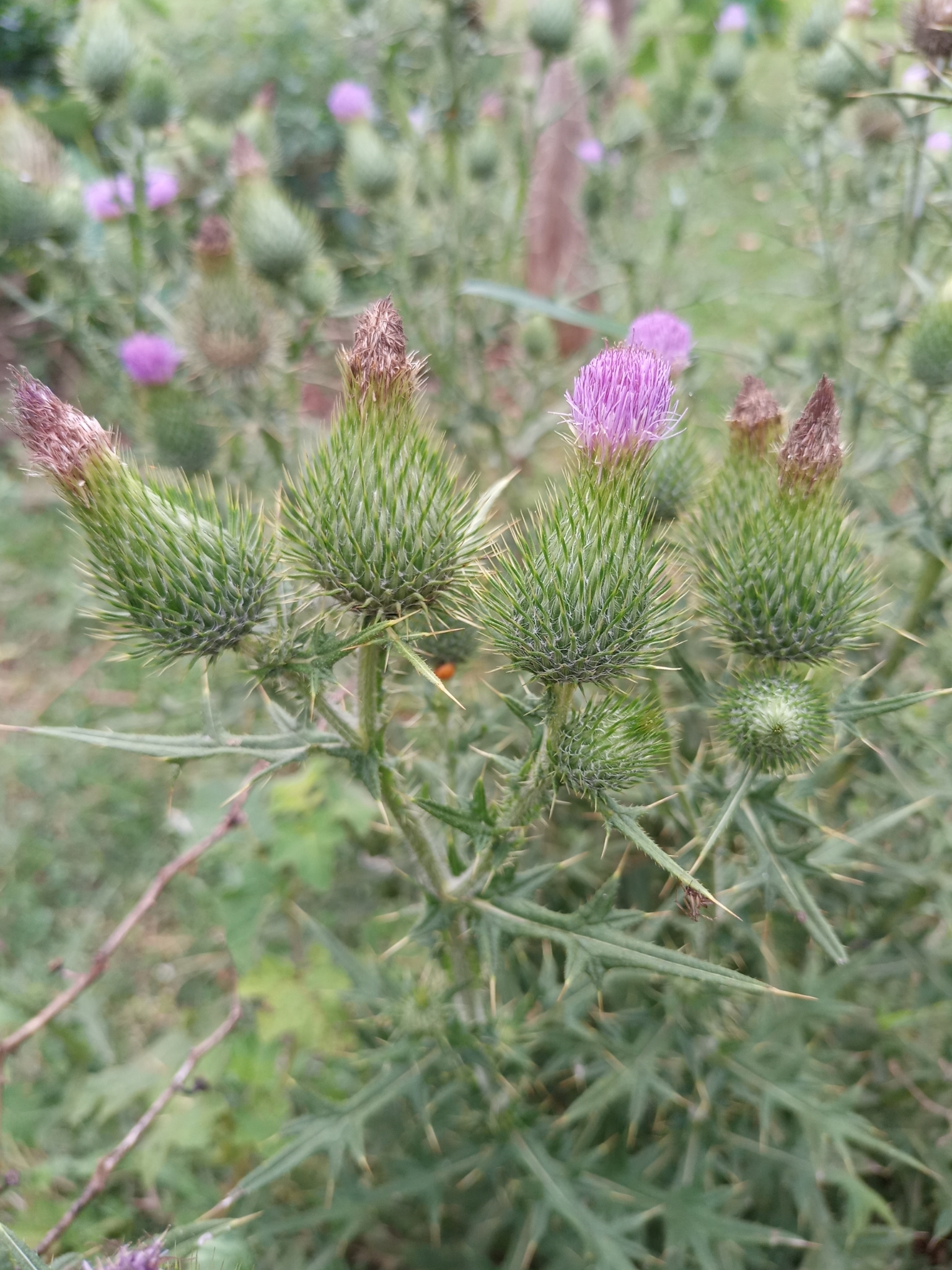 Cirsium vulgare