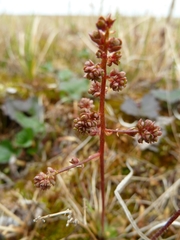 Micranthes foliolosa