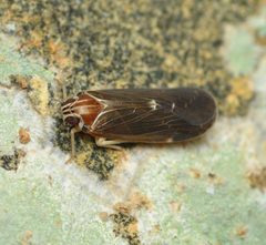 Synecdoche impunctata