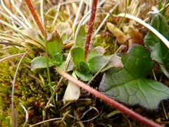 Micranthes foliolosa